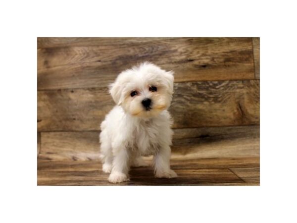 Maltese DOG Female White 10841 Petland Henderson, Nevada