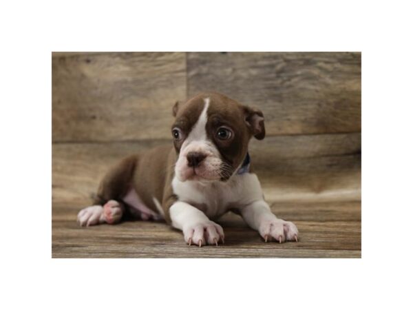 Boston Terrier DOG Male Seal / White 10837 Petland Henderson, Nevada