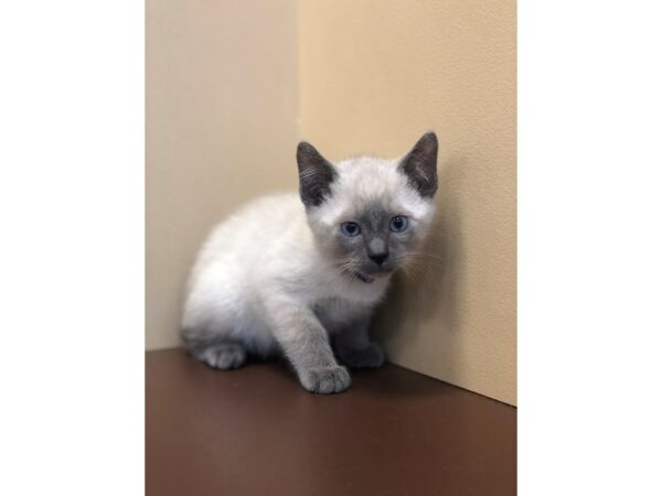 Siamese CAT Male Blue Point 10845 Petland Henderson, Nevada