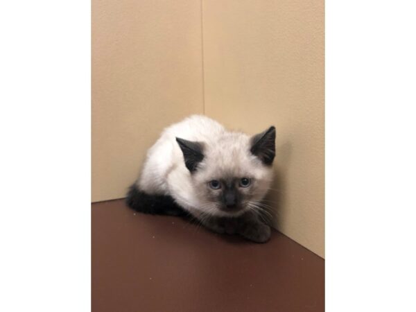 Siamese CAT Female Seal Point 10846 Petland Henderson, Nevada