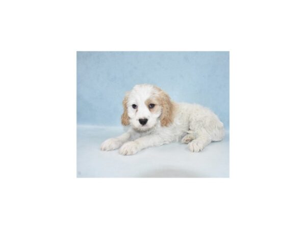 Cavachon-DOG-Female-White and Buff-10851-Petland Henderson, Nevada