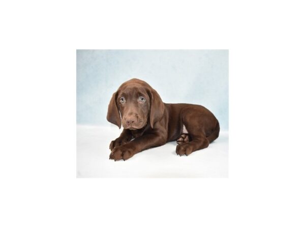Labrador Retriever-DOG-Female-Chocolate-10849-Petland Henderson, Nevada