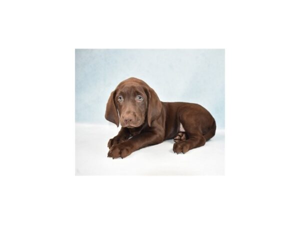 Labrador Retriever DOG Female Chocolate 10849 Petland Henderson, Nevada