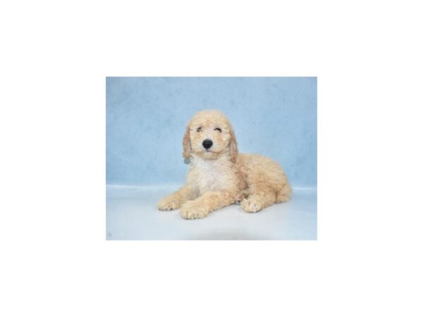 Standard Poodle DOG Female Cream 10850 Petland Henderson, Nevada