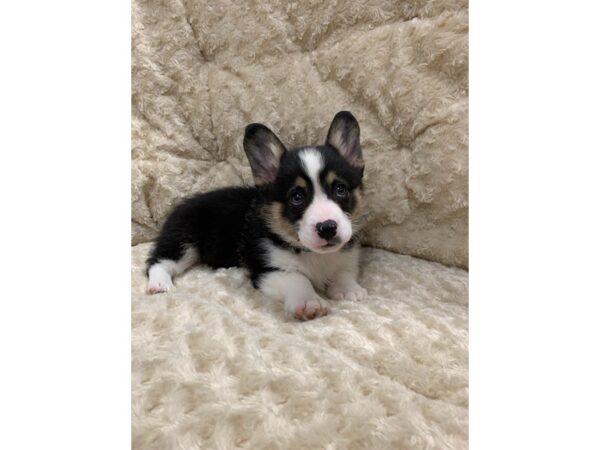 Pembroke Welsh Corgi DOG Male Tri-Colored 10853 Petland Henderson, Nevada