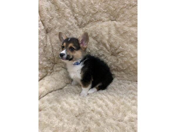 Pembroke Welsh Corgi DOG Male Tri-Colored 10854 Petland Henderson, Nevada