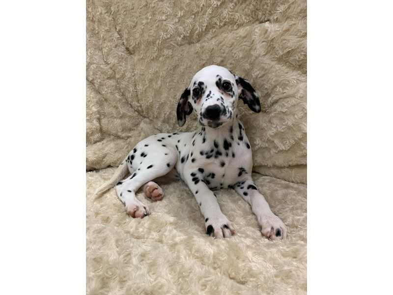 How Much Is It To Adopt A Dog At Petland