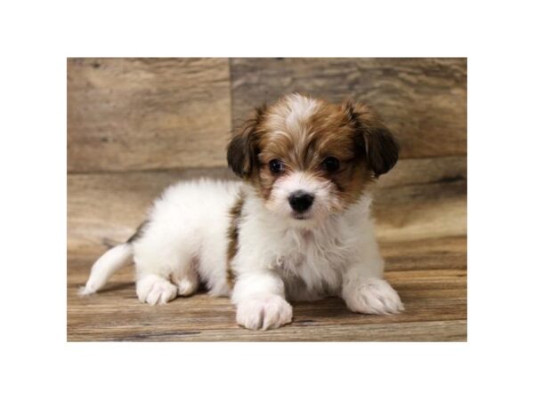 Papillon/Maltese DOG Male Gold 10862 Petland Henderson, Nevada