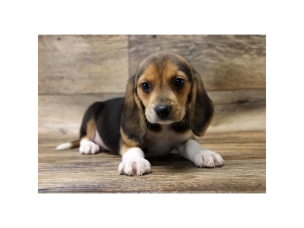 Beagle DOG Male Black White / Tan 10860 Petland Henderson, Nevada