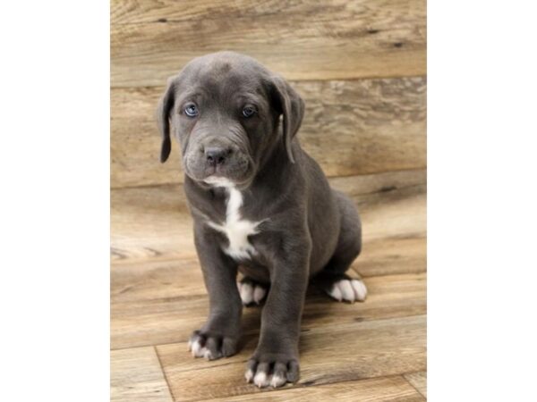 Cane Corso DOG Female Blue 10861 Petland Henderson, Nevada