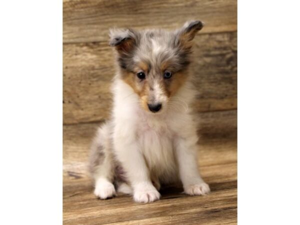 Shetland Sheepdog DOG Male Blue Merle 10859 Petland Henderson, Nevada