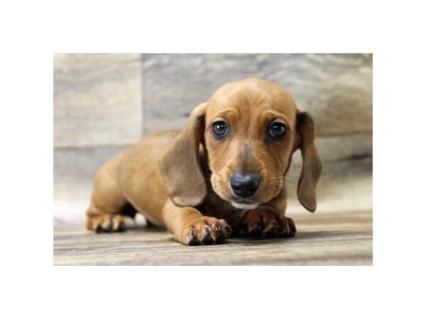 Dachshund DOG Female Red 10857 Petland Henderson, Nevada