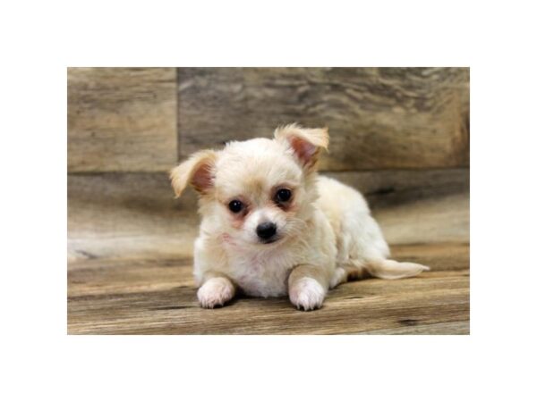 Chihuahua DOG Male Cream 10856 Petland Henderson, Nevada