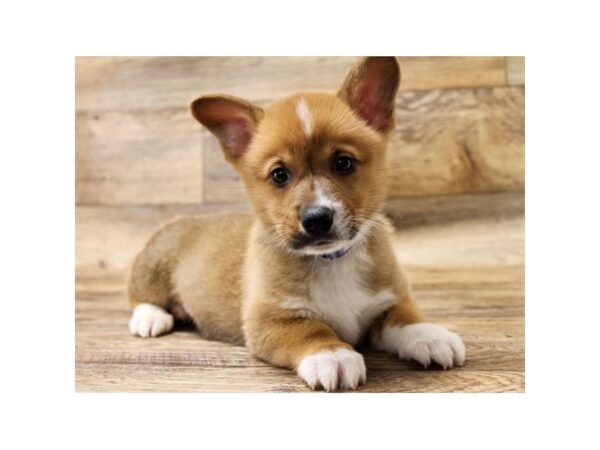 Pembroke Welsh Corgi DOG Male Sable / White 10858 Petland Henderson, Nevada