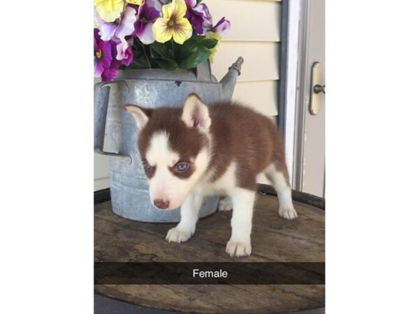 Siberian Husky DOG Female Red / White 10864 Petland Henderson, Nevada