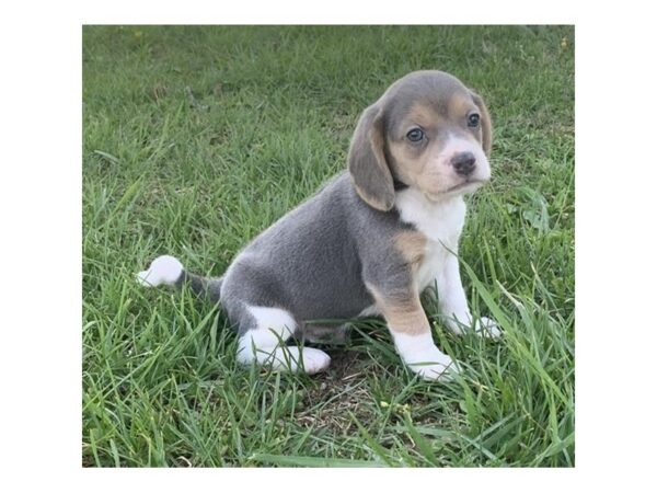 Beagle DOG Male Blue Tan / White 10863 Petland Henderson, Nevada