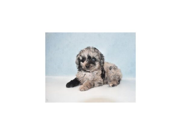 Miniature Aussiedoodle-DOG-Female-Blue Merle-10870-Petland Henderson, Nevada