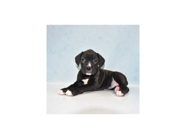 Boxer DOG Female Black 10866 Petland Henderson, Nevada