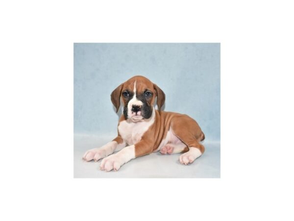 Boxer DOG Male Fawn 10867 Petland Henderson, Nevada