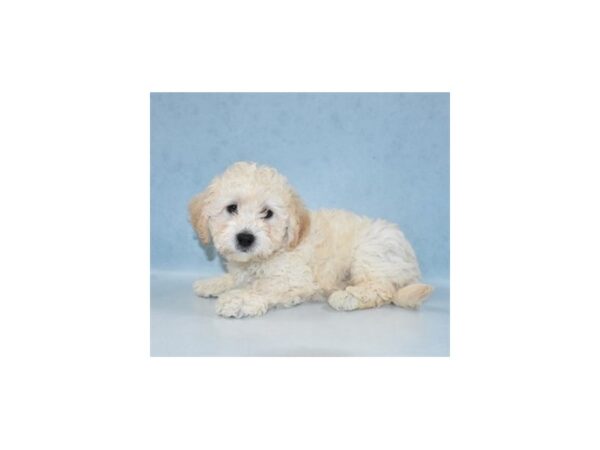 Bichon Frise-DOG-Male-White and Buff-10865-Petland Henderson, Nevada