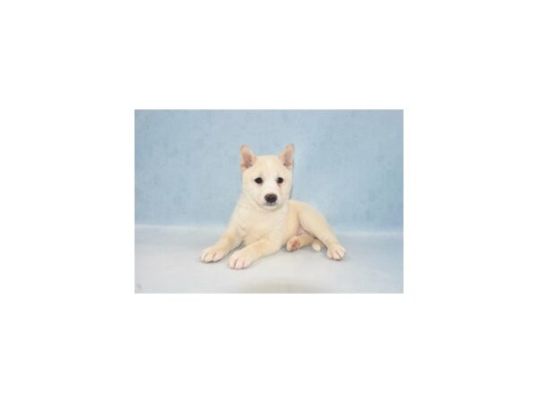 Shiba Inu DOG Female Cream 10869 Petland Henderson, Nevada