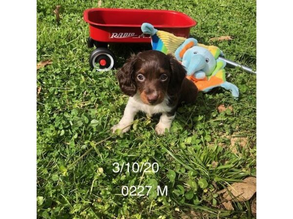 Dachshund DOG Male Chocolate / Tan 10874 Petland Henderson, Nevada