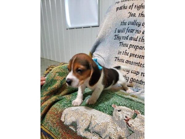 Beagle DOG Male Tri-Colored 10871 Petland Henderson, Nevada