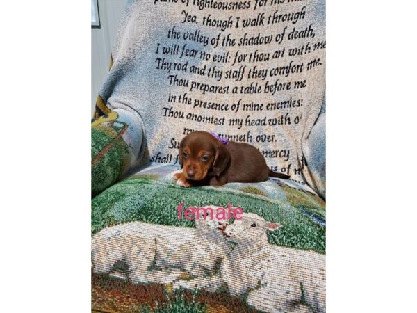 Beagle-DOG-Female-Chocolate / Tan-10872-Petland Henderson, Nevada