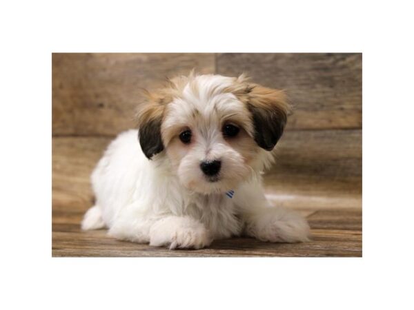 Papillon/Maltese DOG Male Gold / White 10880 Petland Henderson, Nevada