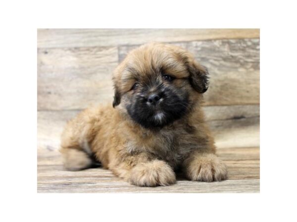 Lhasa Apso DOG Male Golden 10877 Petland Henderson, Nevada