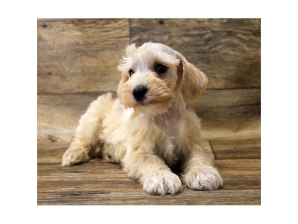 Schnoodle DOG Male Apricot 10882 Petland Henderson, Nevada