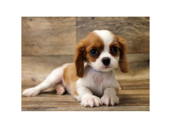 Cavalier King Charles Spaniel DOG Female Blenheim 10875 Petland Henderson, Nevada