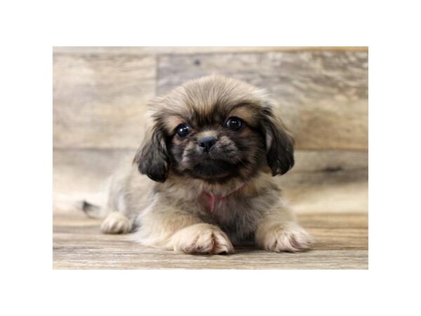 Pekingese DOG Male Fawn Sable 10879 Petland Henderson, Nevada