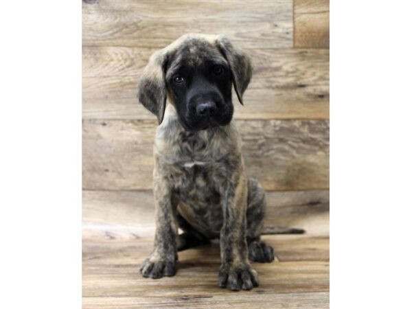 Mastiff DOG Female Brindle 10878 Petland Henderson, Nevada