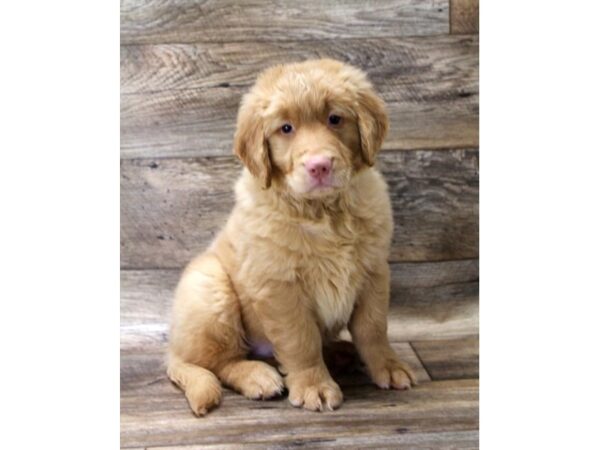 Golden Retriever DOG Male Golden 10876 Petland Henderson, Nevada