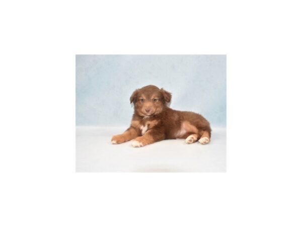 Miniature Australian Shepherd DOG Female Red 10886 Petland Henderson, Nevada