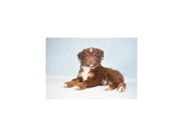 Miniature Australian Shepherd DOG Male Red 10887 Petland Henderson, Nevada