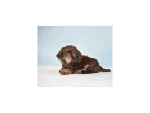 Lhasa Apso DOG Female Brown 10883 Petland Henderson, Nevada