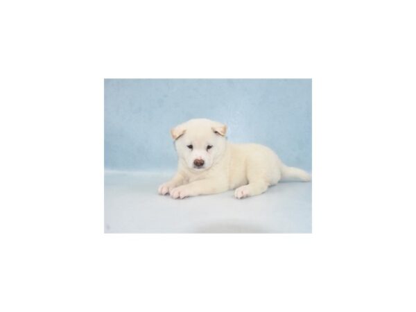 Shiba Inu DOG Male White 10884 Petland Henderson, Nevada