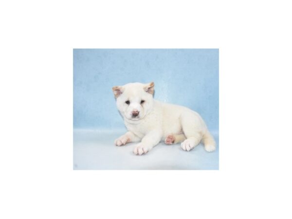 Shiba Inu DOG Female Cream 10885 Petland Henderson, Nevada