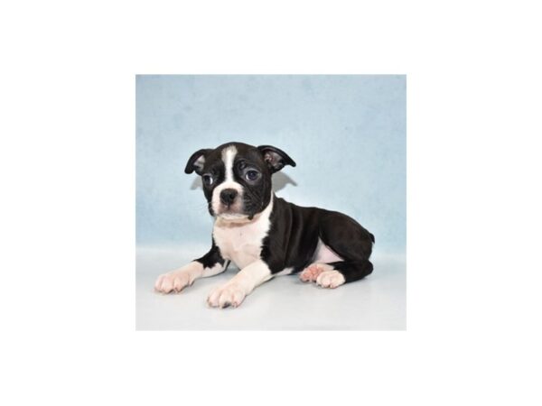 Boston Terrier DOG Female Black and White 10888 Petland Henderson, Nevada