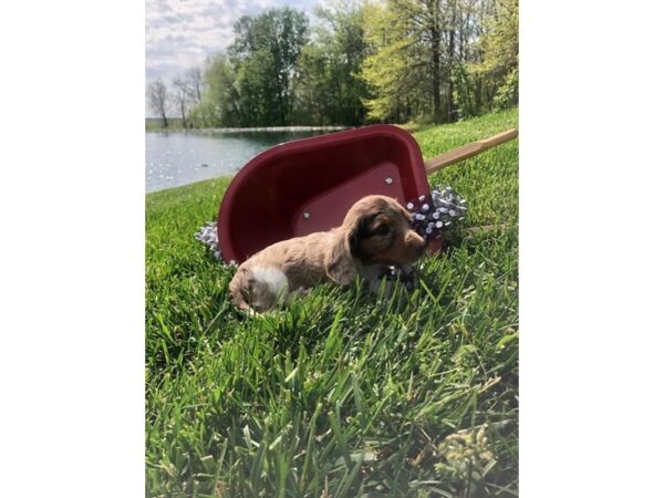 Dachshund DOG Female Tan 10890 Petland Henderson, Nevada