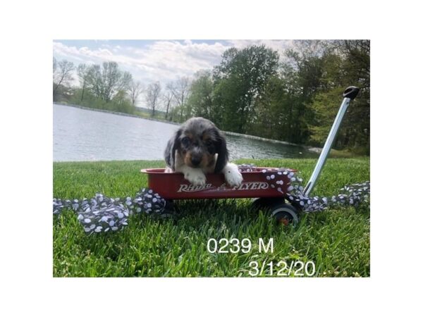 Dachshund DOG Male Blue Merle 10891 Petland Henderson, Nevada