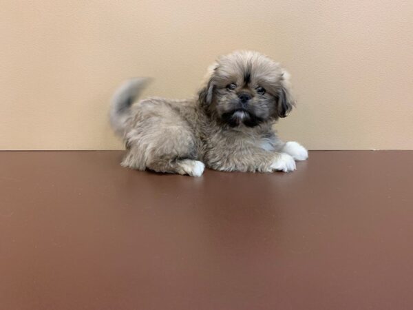 Pekeapoo-DOG-Male-Sable-10893-Petland Henderson, Nevada