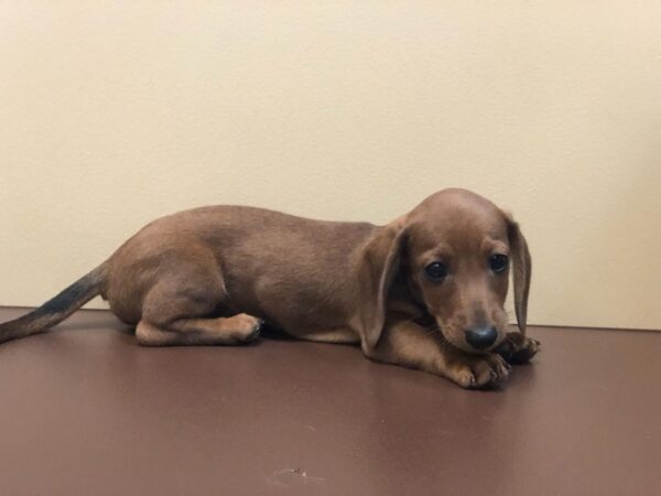 Dachshund DOG Male Red 10892 Petland Henderson, Nevada