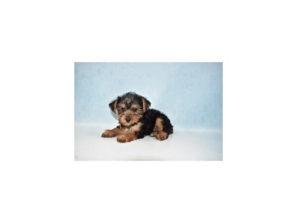 Yorkshire Terrier DOG Male Black and Tan 10902 Petland Henderson, Nevada