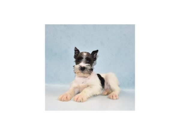 Miniature Schnauzer DOG Male Black 10897 Petland Henderson, Nevada