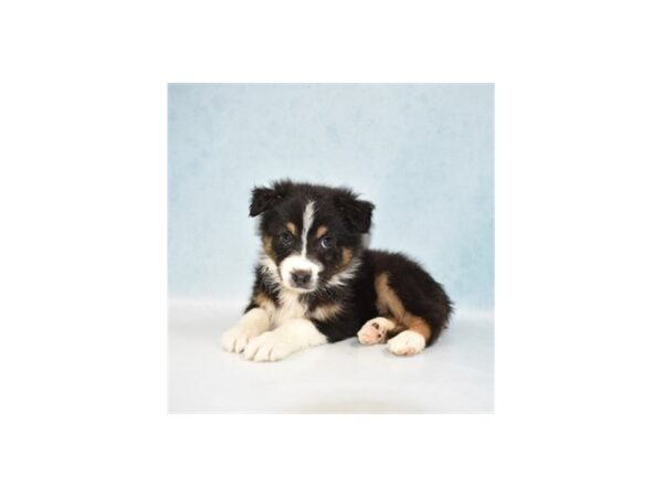 Australian Shepherd DOG Female Black and White 10894 Petland Henderson, Nevada