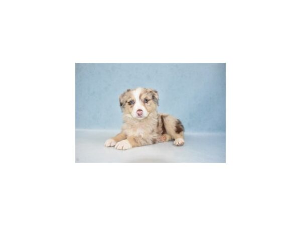 Australian Shepherd DOG Male Red Merle 10895 Petland Henderson, Nevada