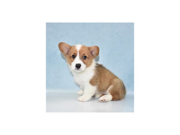 Pembroke Welsh Corgi DOG Male Sable 10898 Petland Henderson, Nevada